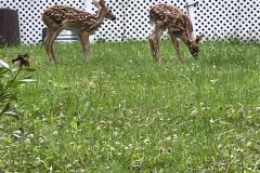 IMG_2221